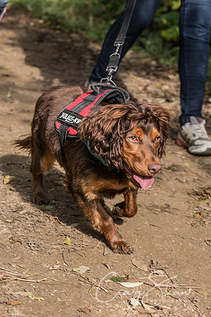 696_rspcaleedsbigwalkies_Events_craigshaw