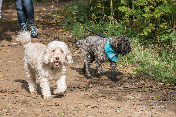 702_rspcaleedsbigwalkies_Events_craigshaw