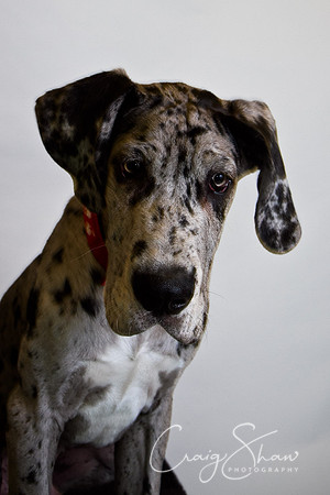 Vets4Pets RSPCA Fundraiser