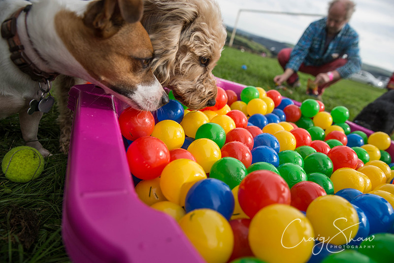 745_Woofstock2016_craigshaw