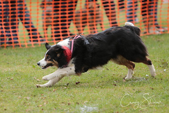 MottramShow2013-1810_bluplanetphoto