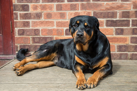 Dog Portraiture