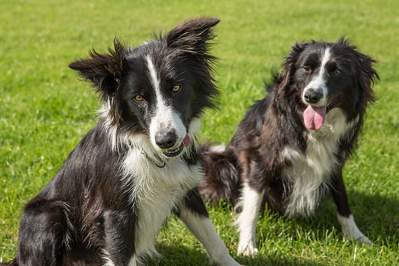 Dog Portraiture