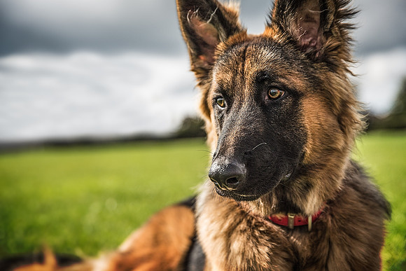 Dog Portraiture