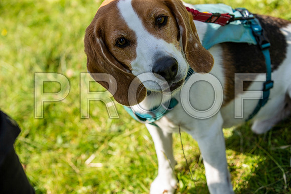 2446__PAWSFundogShow_July2022_cshaw