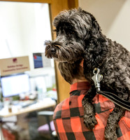292_townhalldogs2015_craigshaw