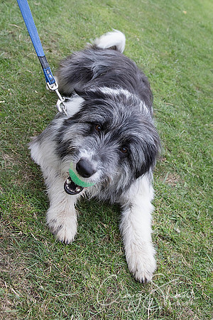 3088_HuddsBarkinthePark2013_bluplanetphoto__D8Q7830-Edit