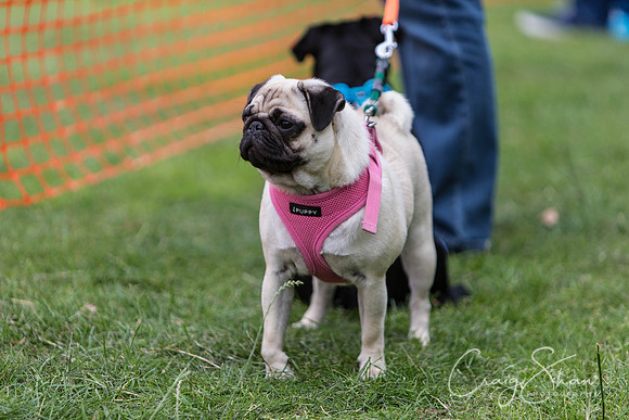 804_HuddsBarkinthePark2013_bluplanetphoto_ED8Q6045