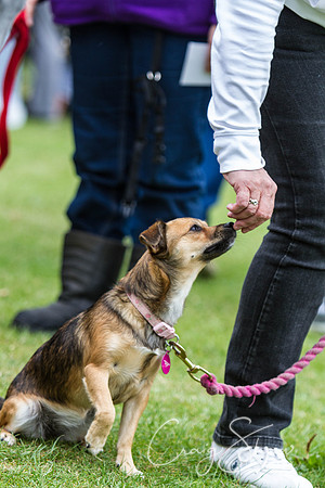 2567_HuddsBarkinthePark2013_bluplanetphoto_IMG_1150