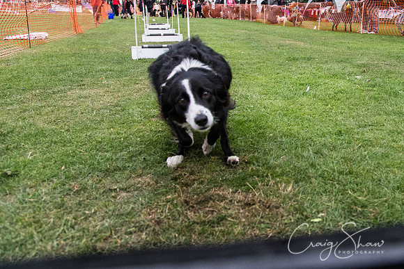 2941_HuddsBarkinthePark2013_bluplanetphoto_ED8Q7683