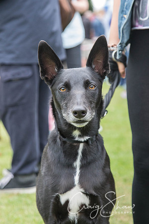 2509_HuddsBarkinthePark2013_bluplanetphoto__D8Q7299