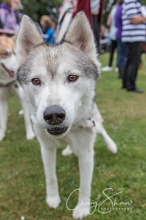 2513_HuddsBarkinthePark2013_bluplanetphoto__D8Q7303