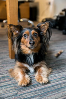 78_townhalldogs2015_craigshaw