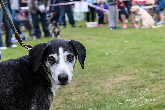 2647_HuddsBarkinthePark2013_bluplanetphoto__D8Q7394