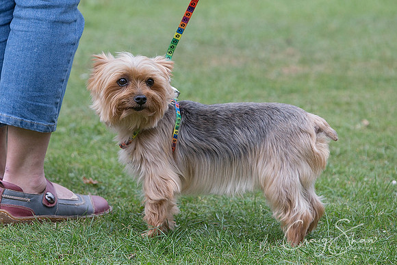 1378_HuddsBarkinthePark2013_bluplanetphoto__D8Q6431-Edit