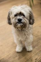 141_townhalldogs2015_craigshaw