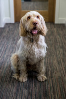 320_townhalldogs2015_craigshaw