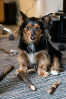 62_townhalldogs2015_craigshaw