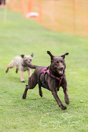 663_HuddsBarkinthePark2013_bluplanetphoto__D8Q5958
