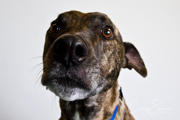 Vets4Pets RSPCA Fundraiser