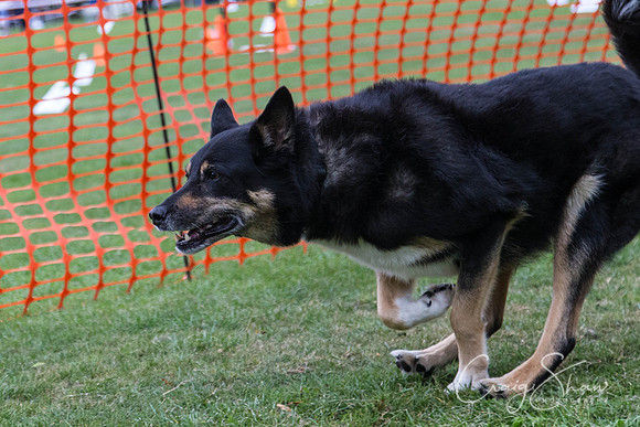 2857_HuddsBarkinthePark2013_bluplanetphoto__D8Q7599