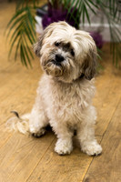 131_townhalldogs2015_craigshaw