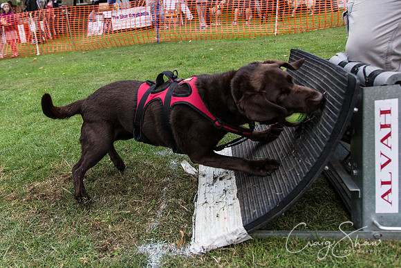 3027_HuddsBarkinthePark2013_bluplanetphoto_ED8Q7769