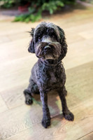230_townhalldogs2015_craigshaw