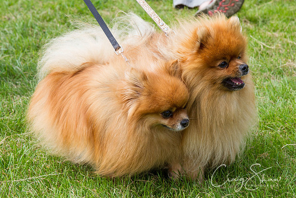 RSPCA Dog Day Afternoon