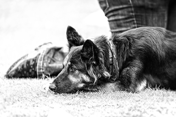 1436_HuddsBarkinthePark2013_bluplanetphoto__D8Q6482-Edit