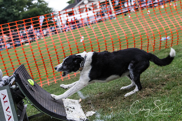 2843_HuddsBarkinthePark2013_bluplanetphoto__D8Q7585