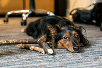 85_townhalldogs2015_craigshaw