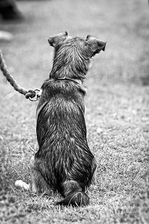 2550_HuddsBarkinthePark2013_bluplanetphoto_IMG_1136-Edit