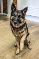 203_townhalldogs2015_craigshaw-Edit