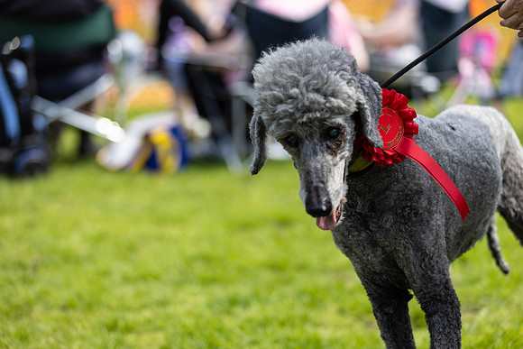 1514_HebdensHappyHounds2024_Cshaw-
