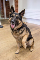 183_townhalldogs2015_craigshaw