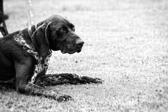 1382_HuddsBarkinthePark2013_bluplanetphoto__D8Q6435-Edit