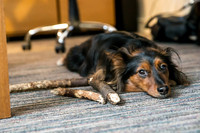 88_townhalldogs2015_craigshaw