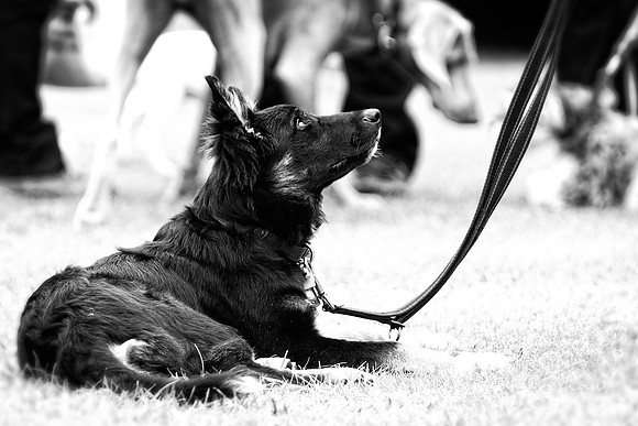 2479_HuddsBarkinthePark2013_bluplanetphoto_IMG_1121-Edit