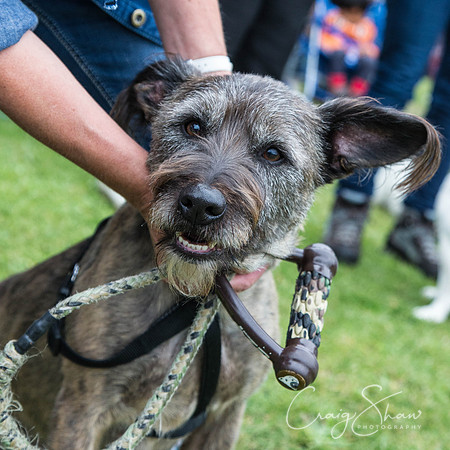 2665_HuddsBarkinthePark2013_bluplanetphoto__D8Q7412