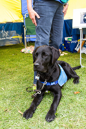 821_HuddsBarkinthePark2013_bluplanetphoto_IMG_0698