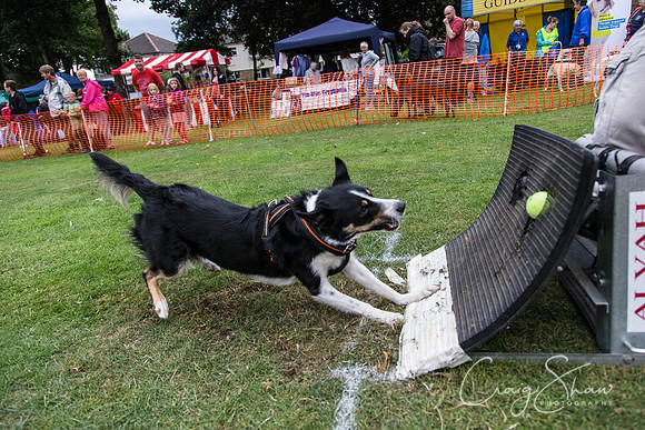 3036_HuddsBarkinthePark2013_bluplanetphoto_ED8Q7778