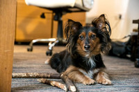 99_townhalldogs2015_craigshaw