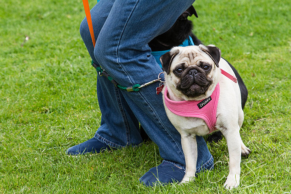 761_HuddsBarkinthePark2013_bluplanetphoto_IMG_0677