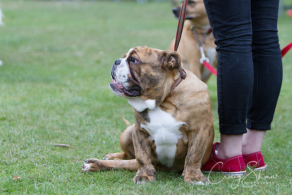2696_HuddsBarkinthePark2013_bluplanetphoto_IMG_1176-Edit