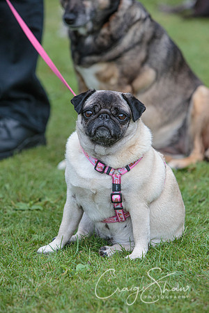 1428_HuddsBarkinthePark2013_bluplanetphoto__D8Q6474