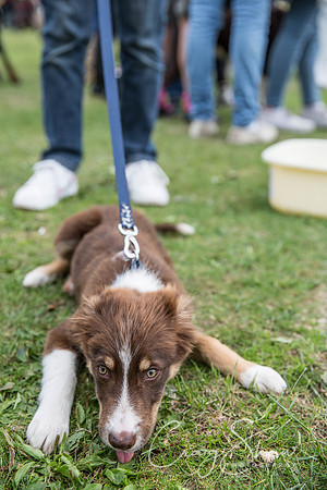 511_BarkintheParkHuddersfield_2014_bluplanetphoto