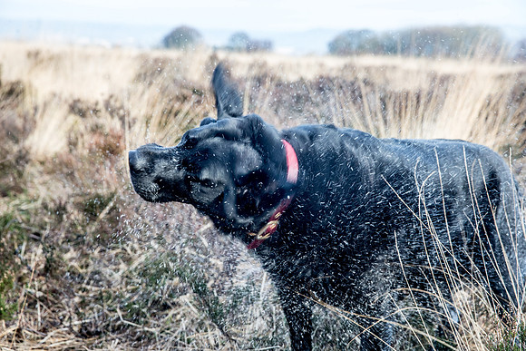 Dog Portraiture
