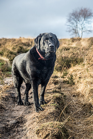Dog Portraiture