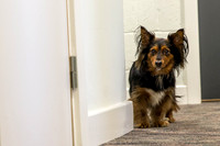 Town Hall Dogs